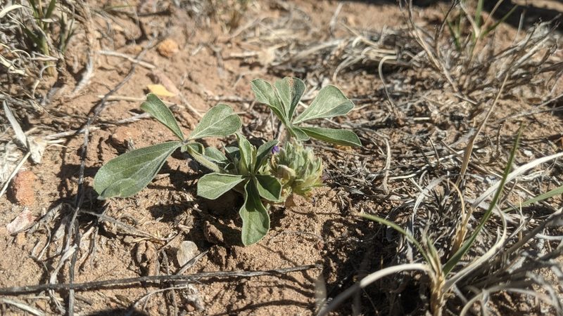 Pediomelum mephiticum, photographed by Darrin Gobble