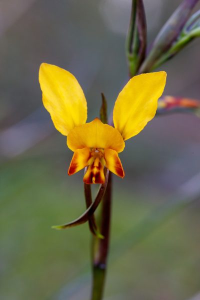 Diuris brumalis, photographed by Cal Wood