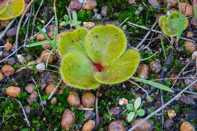 Drosera erythrorhiza, photographed by Cal Wood