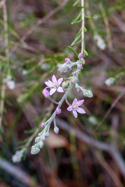 Philotheca spicata, photographed by Cal Wood