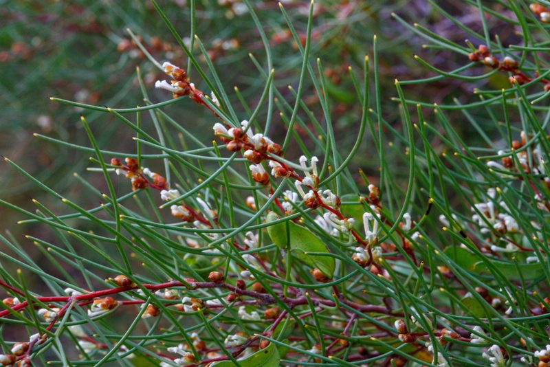 Hakea trifurcata, photographed by Cal Wood
