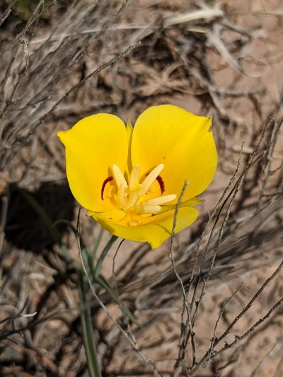Calochortus aureus, photographed by Darrin Gobble