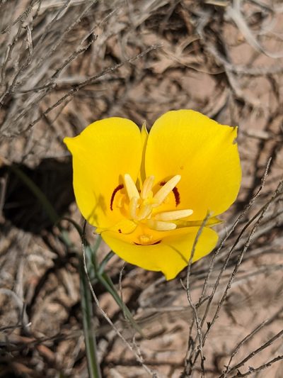 Calochortus aureus, photographed by Darrin Gobble