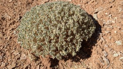 Psathyrotes pilifera, photographed by Darrin Gobble