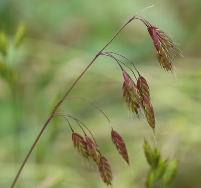 Bromus secalinus, photographed by Jerry Lanfear