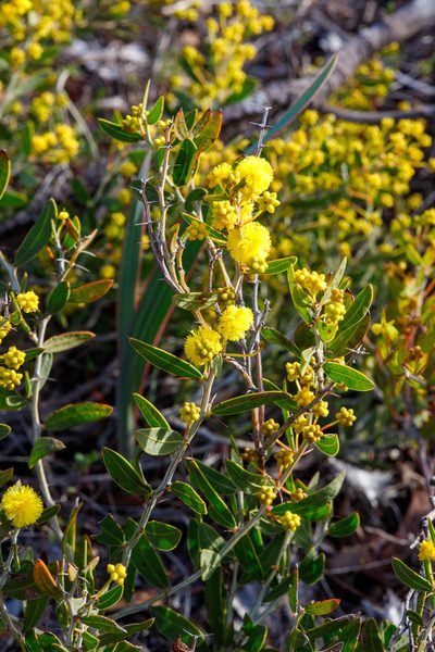 Acacia nervosa, photographed by Cal Wood