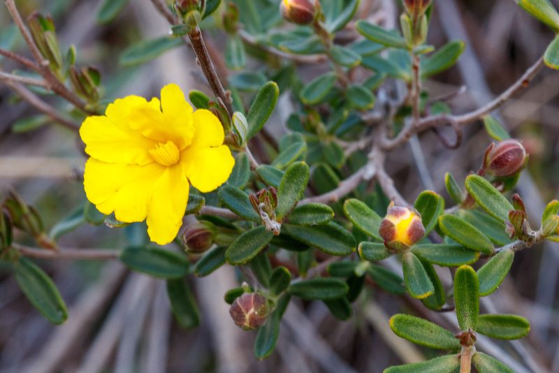 Hibbertia hypericoides, photographed by Cal Wood