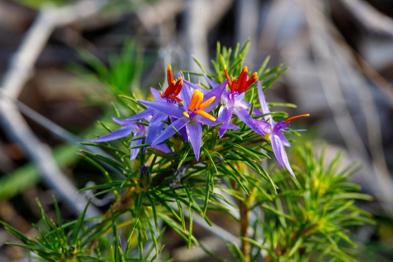 Calectasia narragara, photographed by Cal Wood