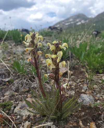 Pedicularis parryi, photographed by Laura Gaudette