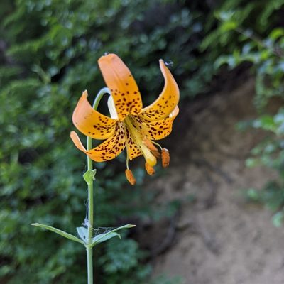 Lilium columbianum, photographed by Dominic Gentilcore