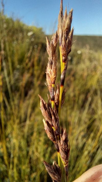 Tetraria capillacea, photographed by kevin koen