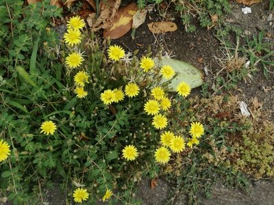 Crepis bursifolia, photographed by Andrea Meucci