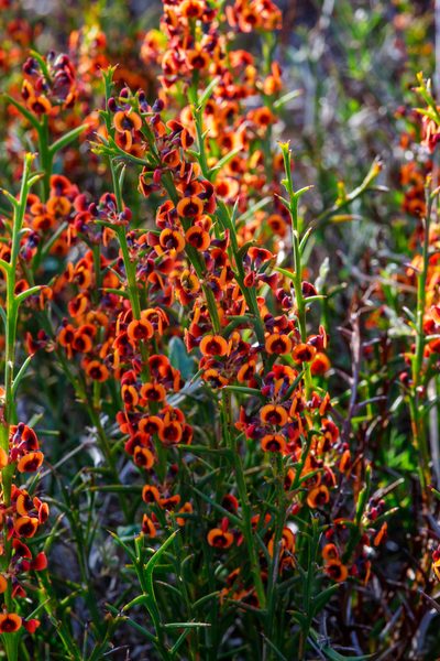 Daviesia decurrens, photographed by Cal Wood
