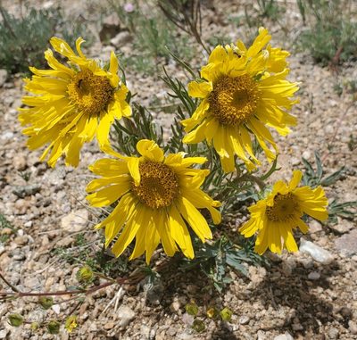 Hymenoxys grandiflora, photographed by Laura Gaudette