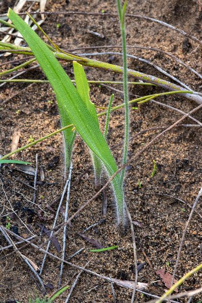 Caladenia thinicola, photographed by Cal Wood