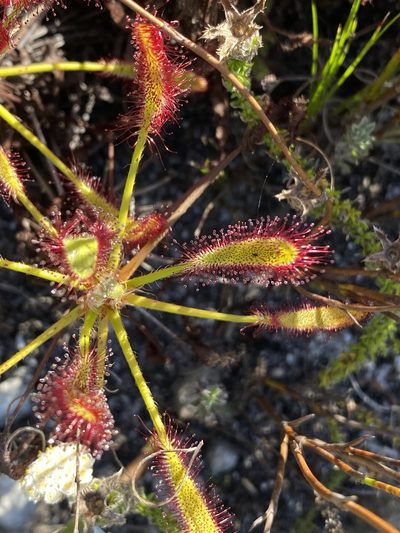 Drosera ramentacea, photographed by Dave U