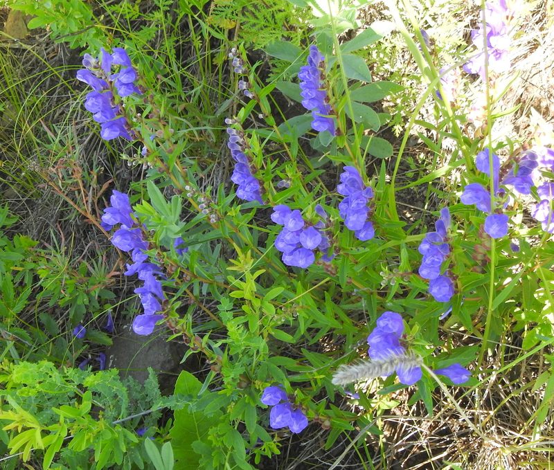 Scutellaria baicalensis, photographed by Анна Васильченко
