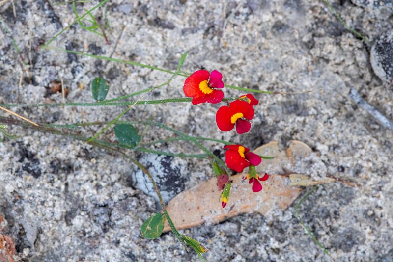 Chorizema rhombeum, photographed by Cal Wood