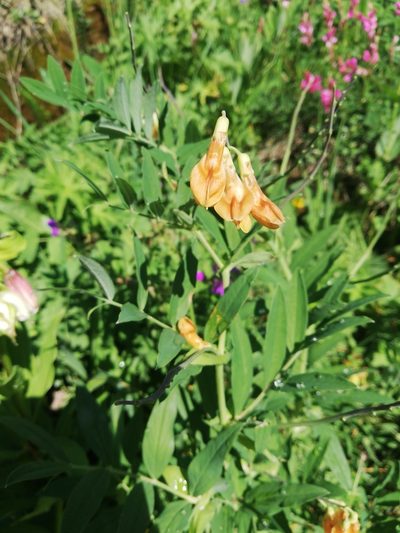 Lathyrus laevigatus, photographed by jfgodeau
