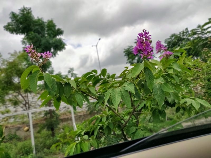 Lagerstroemia speciosa, photographed by Surabhi Srivastava