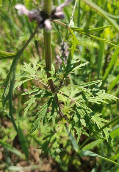 Leonurus deminutus, photographed by Юлия
