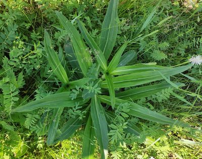 Gentiana macrophylla, photographed by Юлия