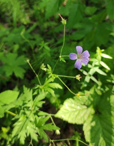 Geranium pseudosibiricum, photographed by Юлия