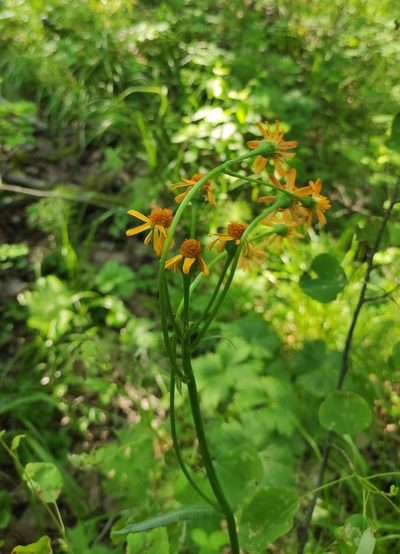 Tephroseris porphyrantha, photographed by Юлия