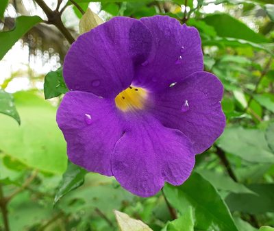 Thunbergia erecta, photographed by OnePlanet
