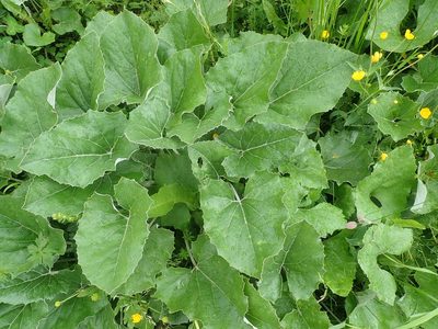 Petasites paradoxus, photographed by agujaceratops