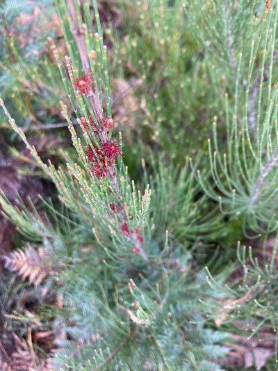 Allocasuarina monilifera, photographed by krumpianking