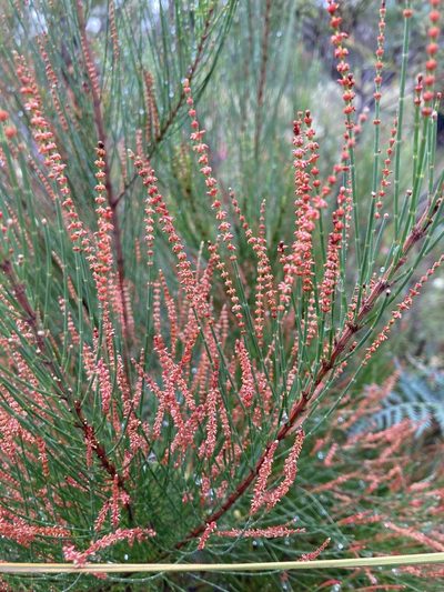 Allocasuarina monilifera, photographed by krumpianking