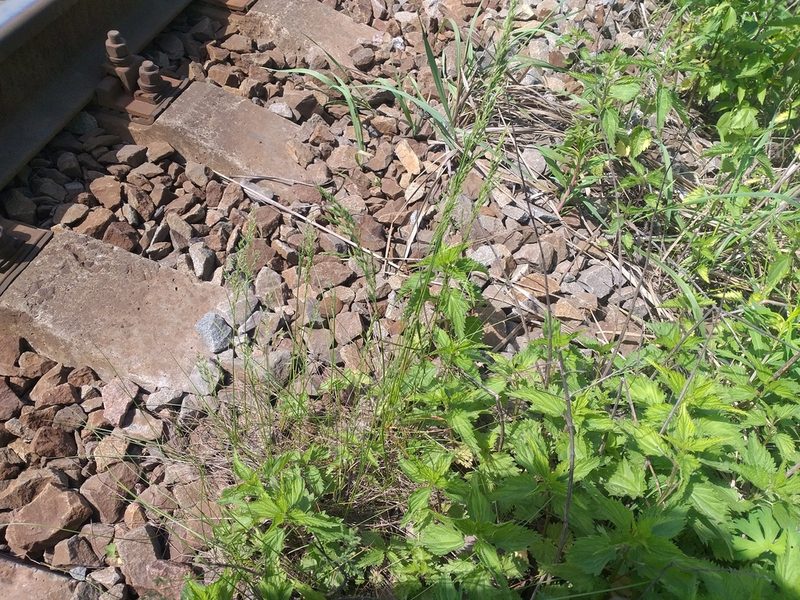 Poa angustifolia, photographed by Dmitriy Bochkov