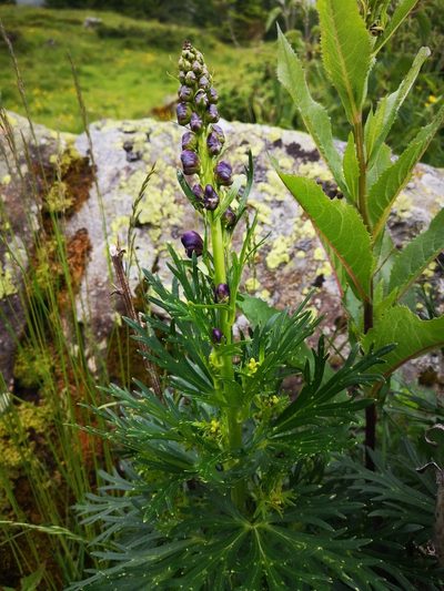 Aconitum tauricum, photographed by E. A.