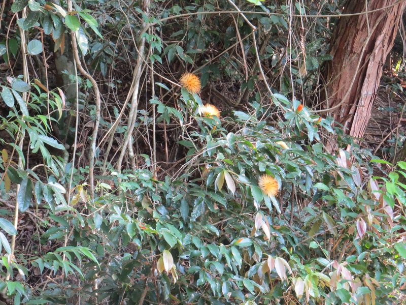 Stifftia chrysantha, photographed by Victor Farjalla Pontes