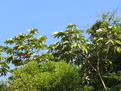 Cecropia hololeuca, photographed by Victor Farjalla Pontes