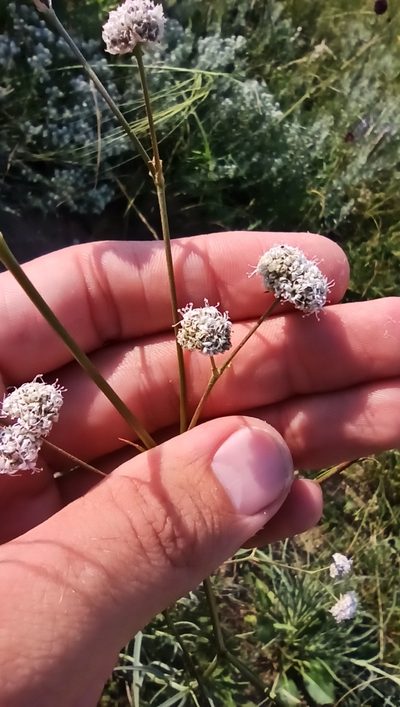 Gypsophila glomerata, photographed by Иван Ковтун Ivan Kovtun