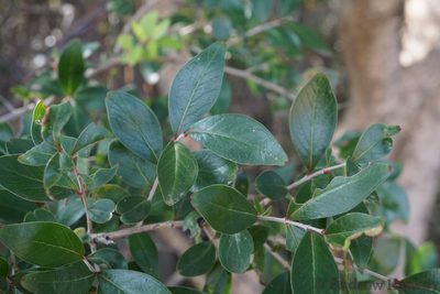 Olinia emarginata, photographed by Andrew Hankey