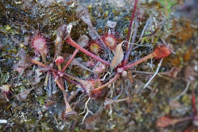 Drosera collinsiae, photographed by Andrew Hankey