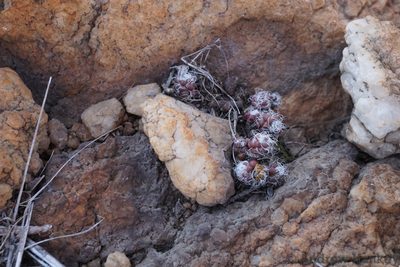Anacampseros decapitata, photographed by Andrew Hankey
