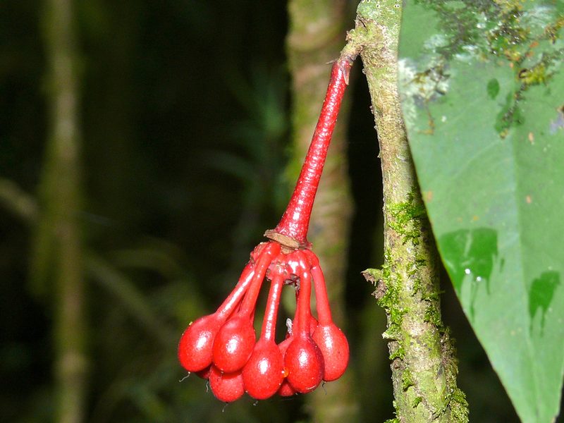 Goniothalamus roseus, photographed by Bernard DUPONT