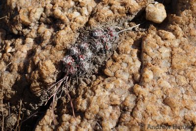 Anacampseros decapitata, photographed by Andrew Hankey