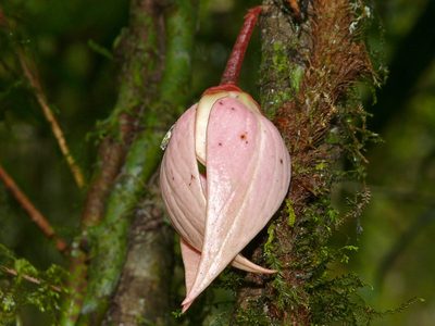 Goniothalamus roseus, photographed by Bernard DUPONT