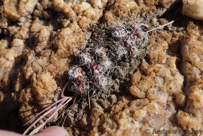 Anacampseros decapitata, photographed by Andrew Hankey