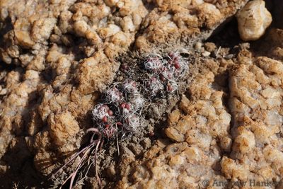 Anacampseros decapitata, photographed by Andrew Hankey