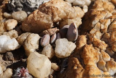 Adromischus umbraticola, photographed by Andrew Hankey