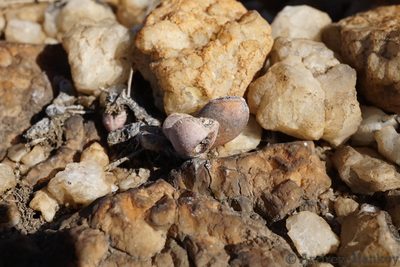 Adromischus umbraticola, photographed by Andrew Hankey