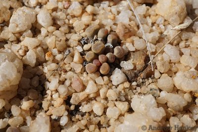 Frithia pulchra, photographed by Andrew Hankey