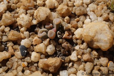 Frithia pulchra, photographed by Andrew Hankey