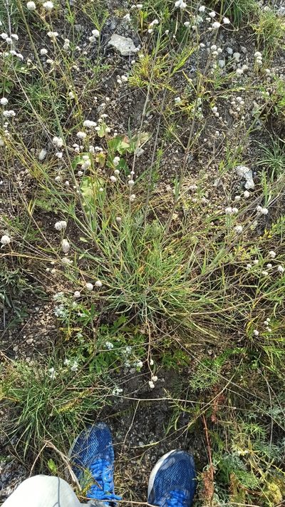 Gypsophila glomerata, photographed by Иван Ковтун Ivan Kovtun